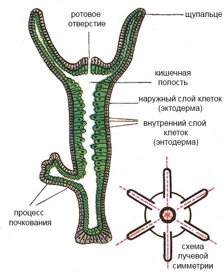 Кракен ссылка официальная