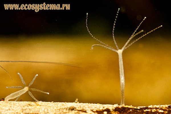 Список даркнет сайтов