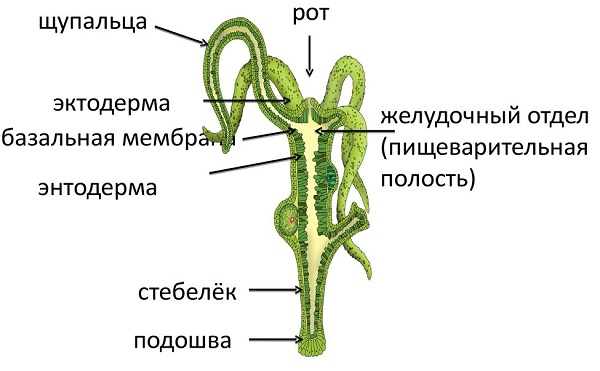 Kraken что это за сайт